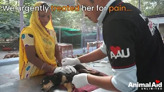 Rescue of adorable puppy with crushed leg.