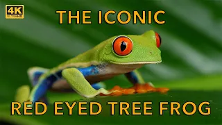 The Iconic Red Eyed Tree Frog