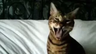 Bengal yawn in slow motion