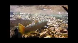 Fishing Fremont River and Bouder Mtn (Area)