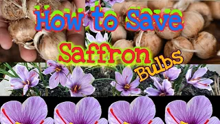 How to store/save Saffron bulbs for next year?