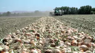 Growing Onions for the Bloomin' Onion | L&L Farms | Pasco, WA | Washington Grown