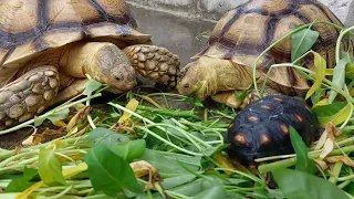 Fresh KALE For Our TORTO Sulcata and CherryHead | Reptile Jogja