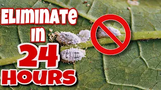 The EASIEST Way to Get RID of Mealybugs On Your Plants in 24 Hours