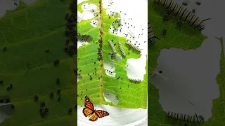 Caterpillars eat a whole leaf #greentimelapse #gtl #timelapse