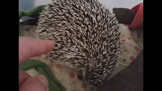 Pet hedgehog not amused and making noise