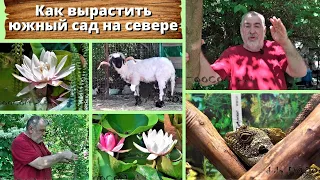 Как вырастить южный сад на севере? Секреты доктора Волкова.