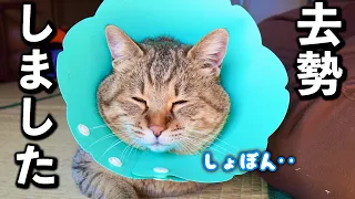 庭に住みついた野良猫を家猫へ#13【大きな闘いに挑んできました】