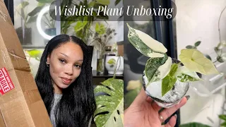 Wishlist Plant Unboxing 🌿 | Etsy Plant Mail + Rare Houseplant 2024 🌿