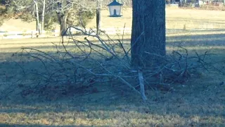 Here's How Birds Stay Warm In Freezing Cold Winter Weather