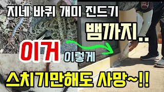 지네 바퀴벌레 개미 진드기 뱀까지 한방에 퇴치 이거 이렇게 뿌려주면 스치기만해도 잘 죽어요 벌레퇴치방법 다이아제타산제