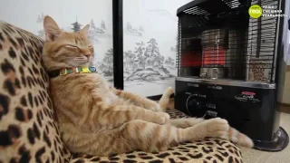ПРИКОЛЫ, Кот отдыхает на диване Видео приколы про котов
