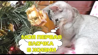 Ляпота наряжает ёлочку