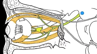 Cranial nerves III, IV and VI