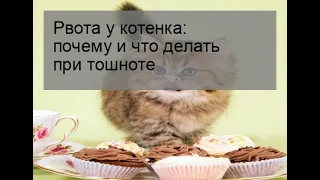 Рвота у котенка: почему и что делать при тошноте