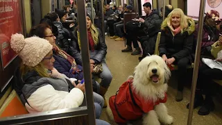 Baloo, the Old English sheepdog  in bag on New York City subway  (Dec 28th  2019)