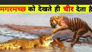 Lion VS Crocodile Great Battle - Most Amazing Moments Of Wild Animal Fight. Discovery Wild Animal