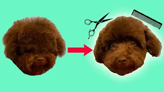 Dog Face Trim (Grooming a Toy Poodle)