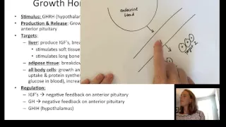 Lecture14 EndocrinePart2