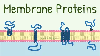 Membrane Proteins || DONT MISS the FUNCTIONS at 4:18