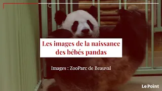 Bébés pandas : les images de la naissance au zoo de Beauval