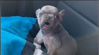 Sassy tiny Frenchie doesn't recognize him in the mirror because he's so big. The puppy is too funny