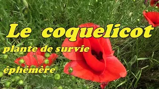 LE COQUELICOT, plante de survie éphémère