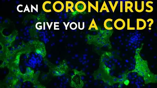 The Other Coronaviruses You've Already Caught | Coronaviruses