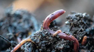 Vermicomposting and the No-Till Garden