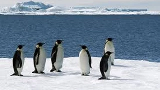 BBC Documentary 2015   Beauty Under Antarctica's Ice Sheet, Icebergs & Penguins