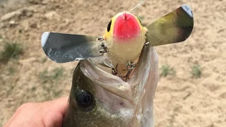 Noisy Topwater Lure Test
