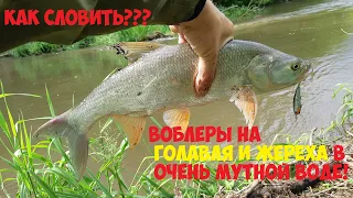 Ловлю голавля и жереха на воблеры в очень мутной воде! Рыбалка июнь 2020