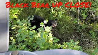 Black Bear VS 44 Magnum (First Time Bear Hunt)