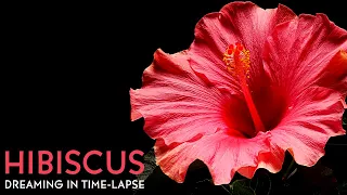 Pink Hibiscus Flowers Blooming - Daily Time-lapse Clip