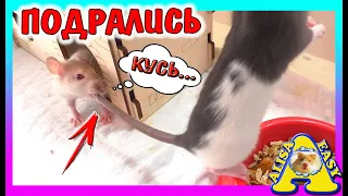 КРЫСЫ ПОДРАЛИСЬ / УКУСИЛА ЗА ХВОСТ / ОПЯТЬ ПЕРЕЕЗД / Крыса, хомяк, крысы, Хомки / Alisa Easy Pets