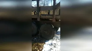 В Кабардино-Балкарии возбуждено уголовное дело о незаконной рубке бука восточного