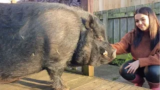Family Live With Trio Of Huge Pigs