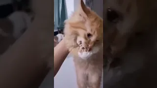 most dramatic cat ever best scream by fluffy ginger cat 🐱