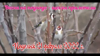 Весна на подходе. Щеглы прилетели. Подольск. 21 февраля 2022 г.