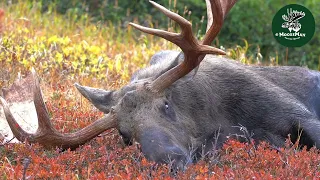 Huge Bull Moose Rakes, Chases Girls, Sleeps -Fun! | MooseMan Video Photography Calendar