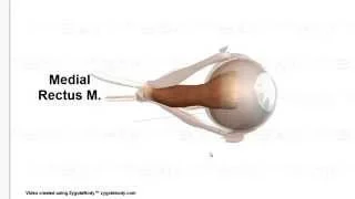 The Eye Muscles & Their Innervations