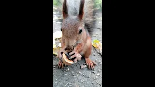 Показываю, что делают белки с половинками грецкого ореха / Squirrel and nut