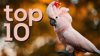 TOP 10: Funny Parrots Videos in 2019 - Really Smart & Cute Parrots - Funny COMPILATION