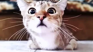 Scared cats compilation Part 2