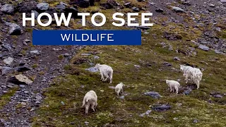 How to see Wildlife in Alaska