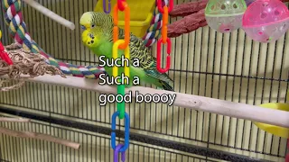 Amazing Sweet! - Boba the Budgie - Talking Parakeet