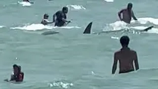 Shark Swims Dangerously Close To Florida Beachgoers