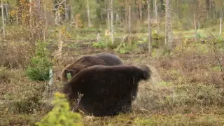 Fighting brown bears