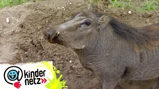 Warzenschweine - Schwein gehabt | OLI's Wilde Welt | SWR Kindernetz