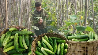 Renovate the pond to prepare for stocking fish,gardening, harvesting cucumbers to sell at the market